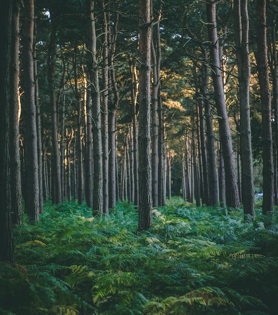 Dense Forest
